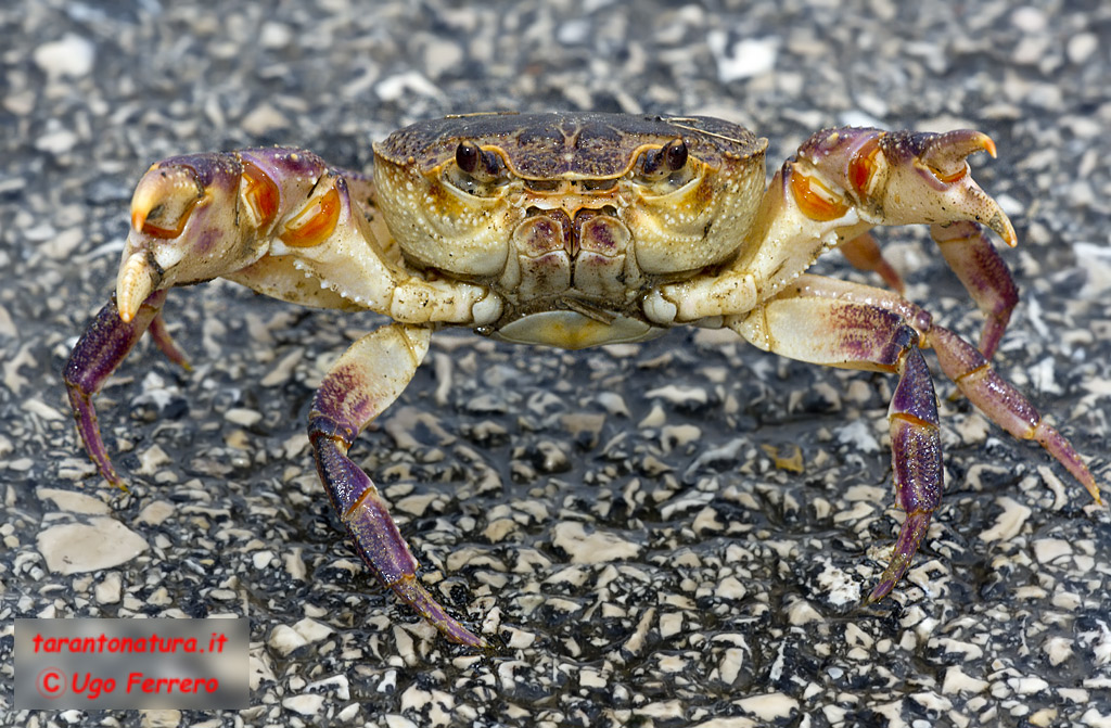 Istrice nel Tarantino!